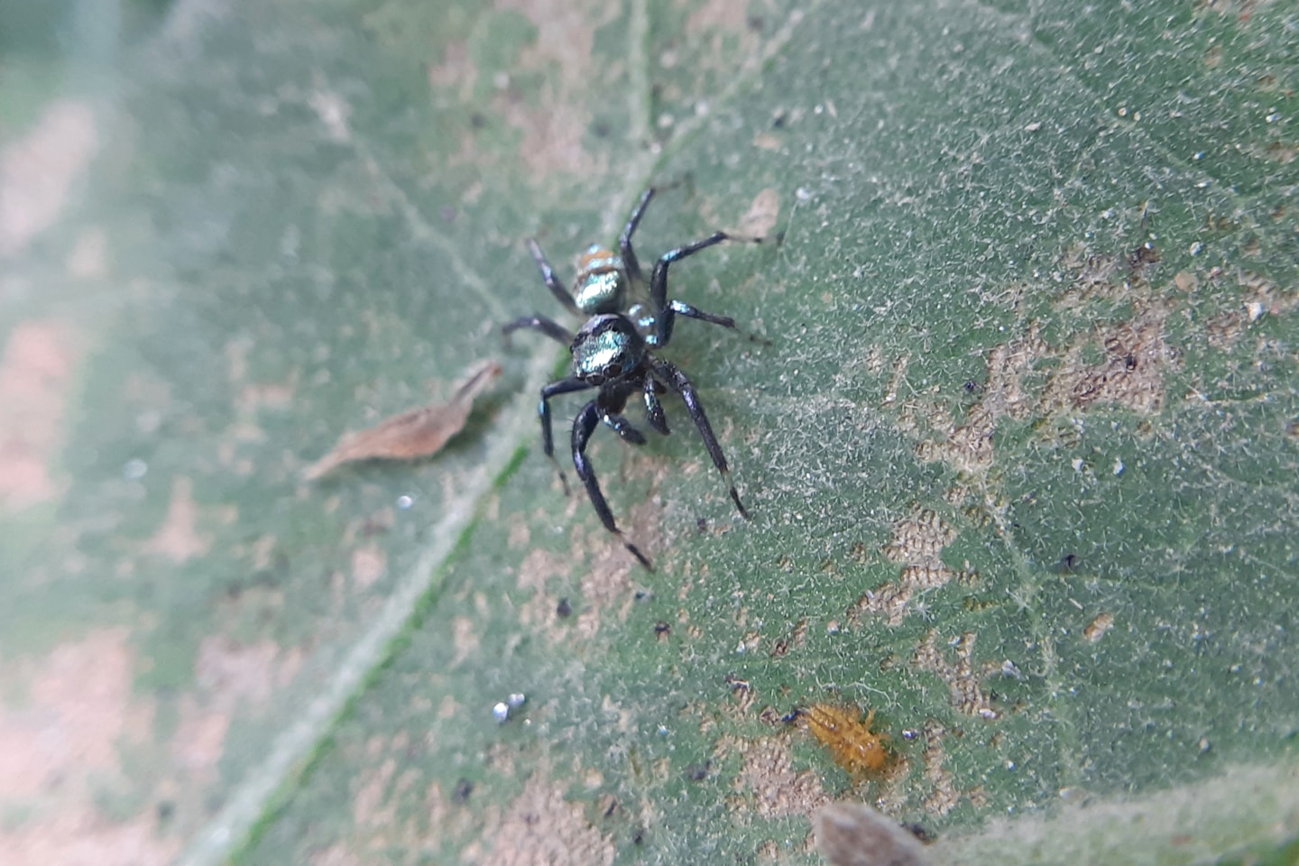 Spider